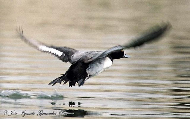 Photo (10): Lesser Scaup