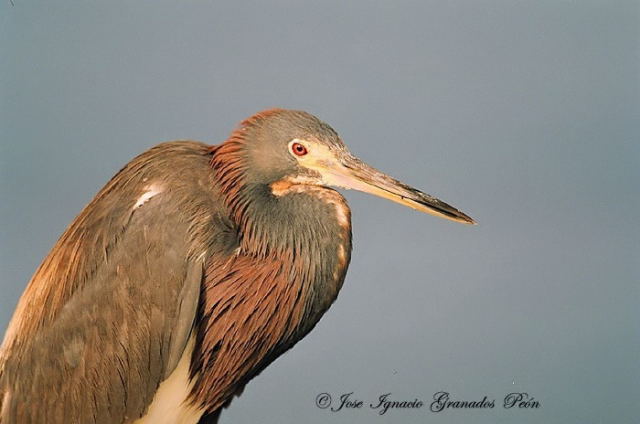 Photo (3): Tricolored Heron