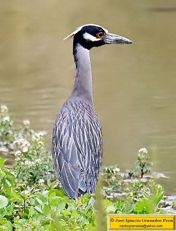 Photo (19): Yellow-crowned Night-Heron