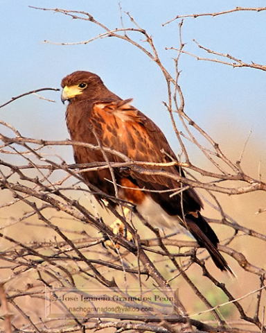 Photo (10): Harris's Hawk