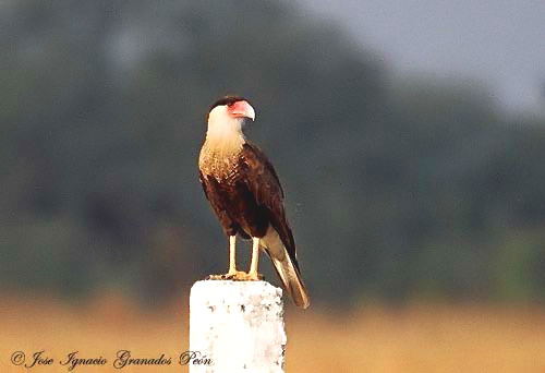 Photo (28): Crested Caracara