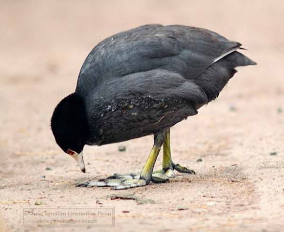 Photo (13): American Coot