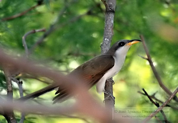 Dendroica Canada - Yellow-billed Cuckoo - Coccyzus americanus
