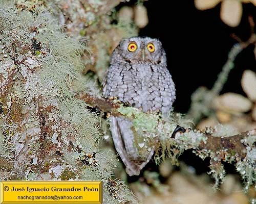 Photo (4): Whiskered Screech-Owl