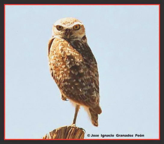 Photo (18): Burrowing Owl