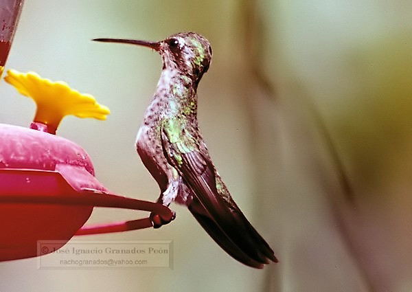 Photo (5): Magnificent Hummingbird
