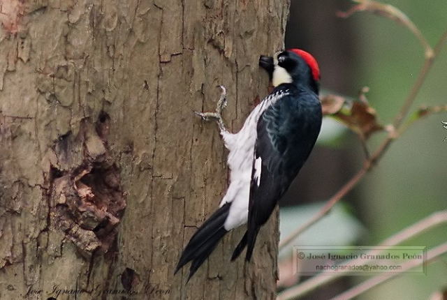 Photo (13): Acorn Woodpecker