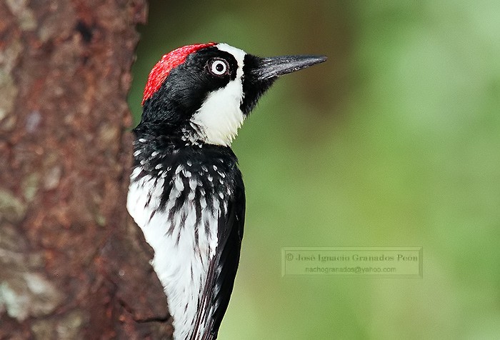 Photo (12): Acorn Woodpecker