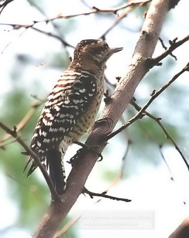 Photo (8): Ladder-backed Woodpecker