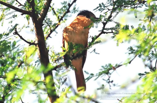 Photo (4): Rose-throated Becard