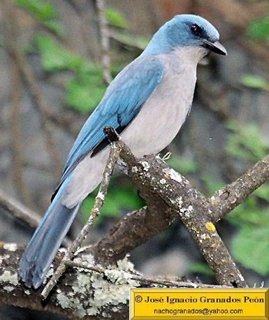 Photo (2): Transvolcanic Jay
