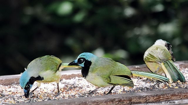 Photo (11): Green Jay