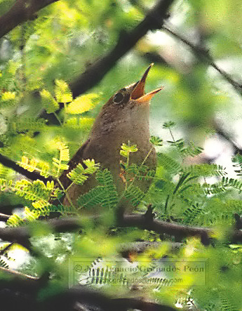 Photo (23): House Wren