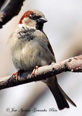 Photo (11): House Sparrow