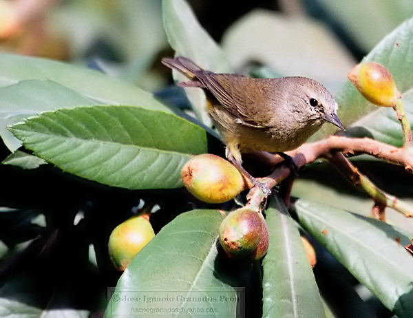 Photo (1): Colima Warbler