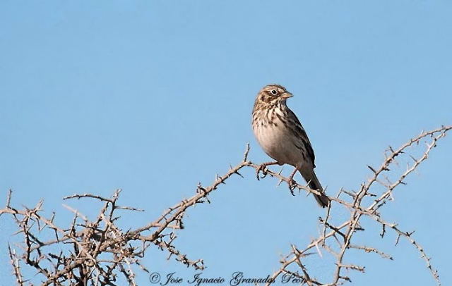 Photo (11): Vesper Sparrow
