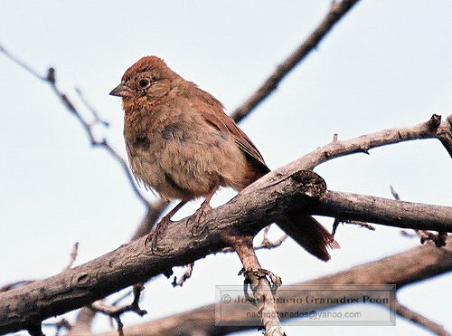 Photo (13): Canyon Towhee