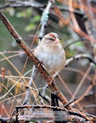 Photo (15): Olive Sparrow