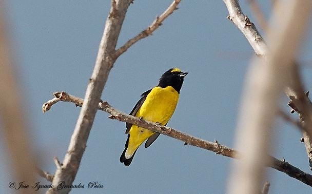 Photo (1): Scrub Euphonia