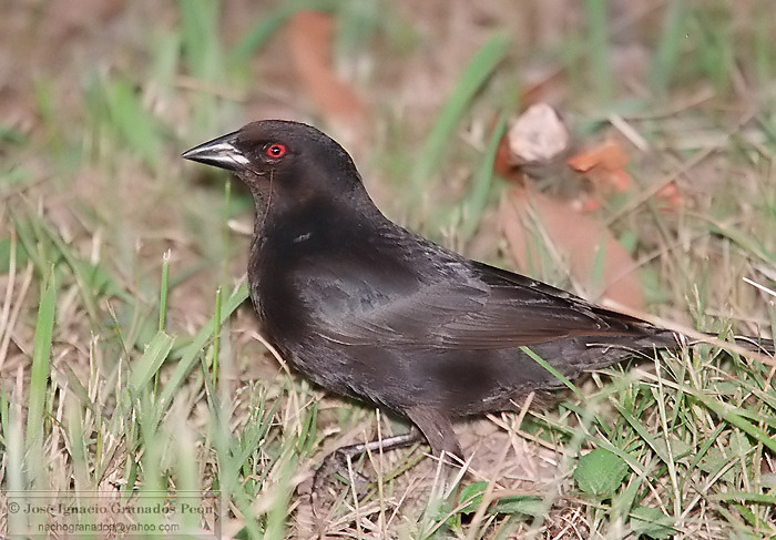 Photo (2): Bronzed Cowbird