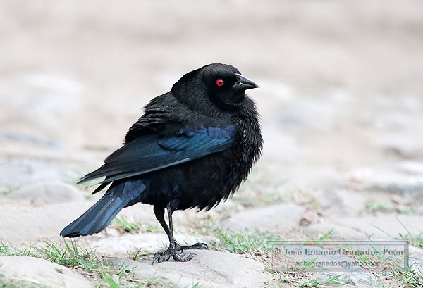 Photo (3): Bronzed Cowbird