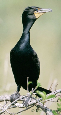 Photo (3): Double-crested Cormorant