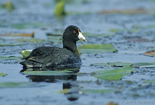 Photo (10): American Coot