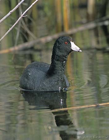 Photo (9): American Coot