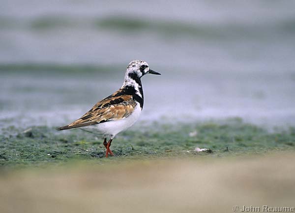 Photo (4): Ruddy Turnstone