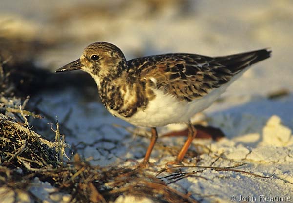 Photo (9): Ruddy Turnstone