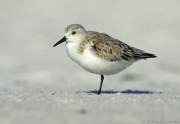 Photo (5): Sanderling