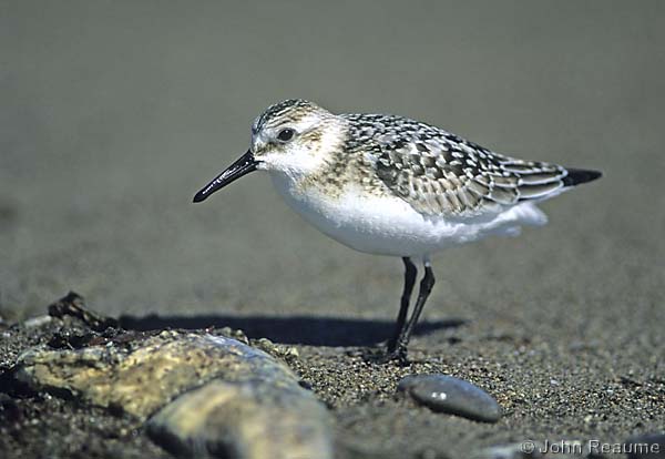 Photo (21): Sanderling