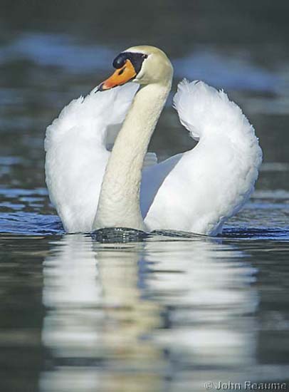 Photo (10): Mute Swan