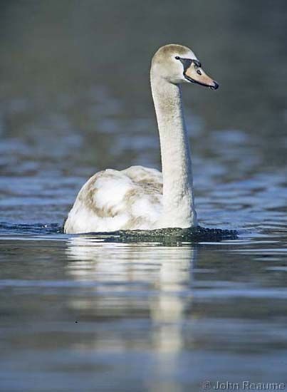 Photo (11): Mute Swan