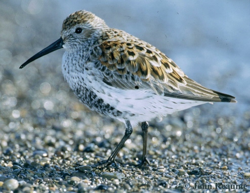 Photo (3): Dunlin