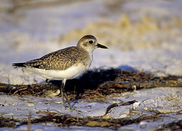 Photo (5): Black-bellied Plover