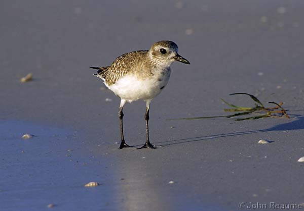 Photo (6): Black-bellied Plover