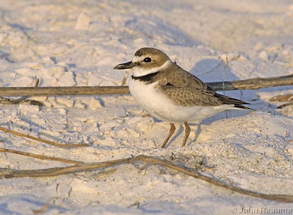 Photo (1): Wilson's Plover