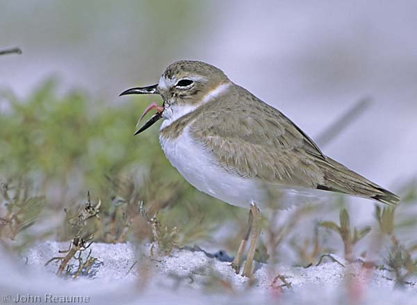 Photo (2): Wilson's Plover