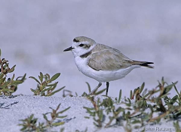 Photo (1): Snowy Plover