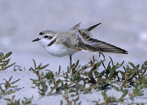 Photo (3): Snowy Plover