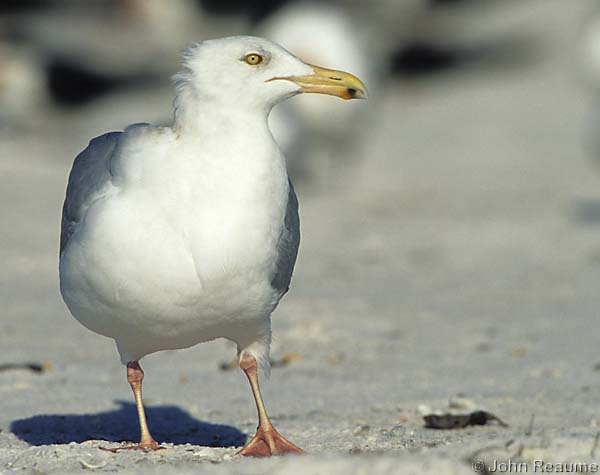 Photo (5): Herring Gull