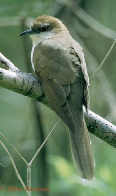 Photo (11): Black-billed Cuckoo