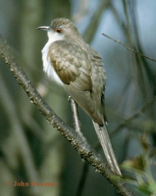 Photo (6): Black-billed Cuckoo