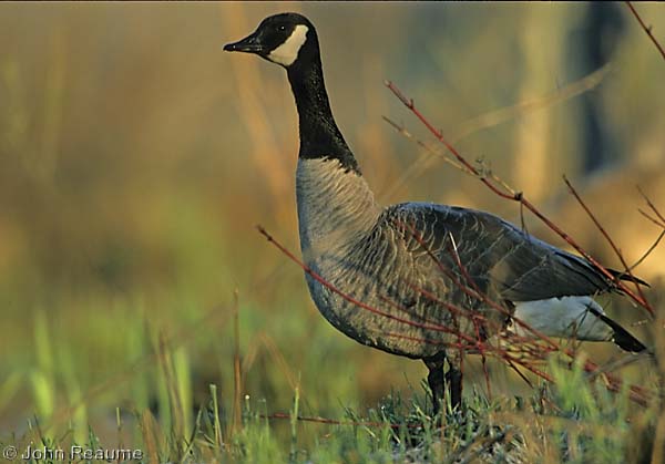 Photo (11): Canada Goose