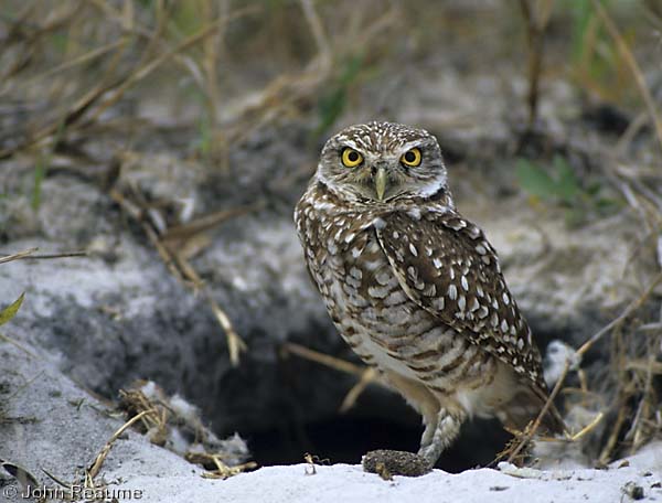 Photo (1): Burrowing Owl