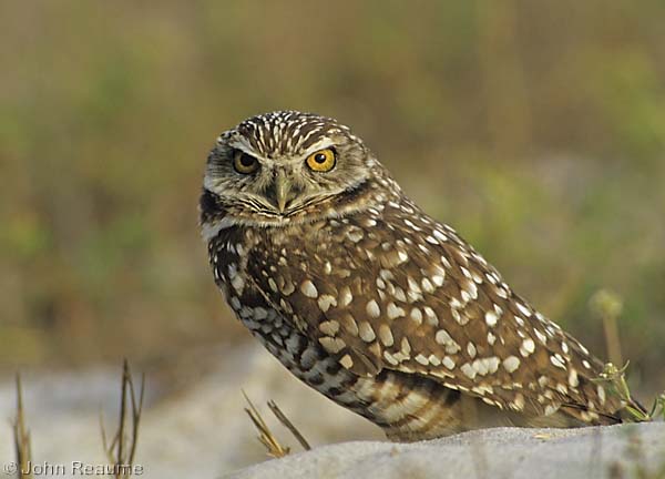 Photo (6): Burrowing Owl