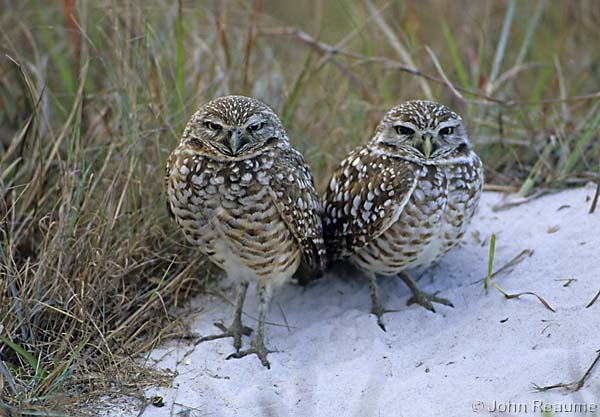Photo (7): Burrowing Owl