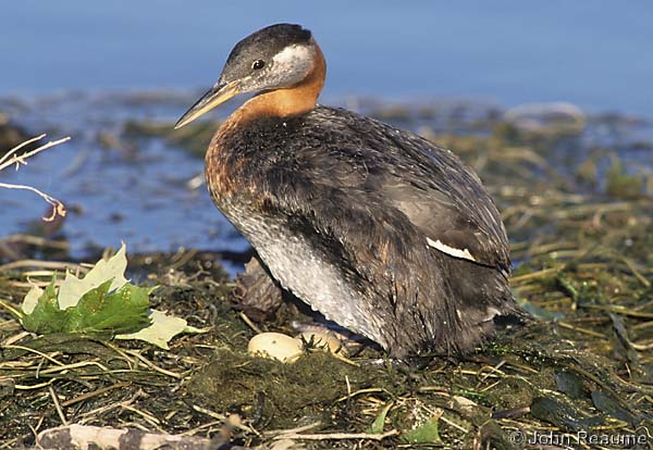 Photo (3): Red-necked Grebe