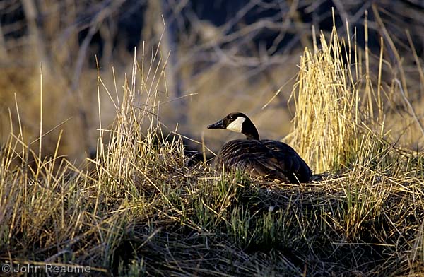 Photo (16): Canada Goose